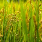 Colheita de arroz avança no Rio Grande do Sul e vendas devem ganhar força