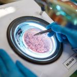 Uso de bioinsumos eleva em mais de 8% a produtividade da soja no Paraná
