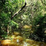 Nova espécie de fungo amazônico revela potencial para gerar novos antibióticos
