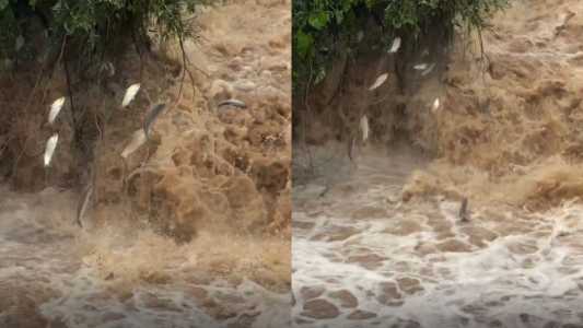 Fenômeno da piracema: vídeo mostra a subida dos peixes no Rio Piracicaba, em SP