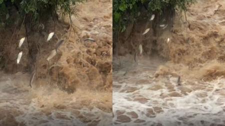 Fenômeno da piracema: vídeo mostra a subida dos peixes no Rio Piracicaba, em SP