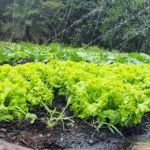 Horta doméstica garante alimento saudável e contato com a terra