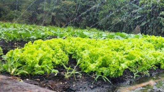 Horta doméstica garante alimento saudável e contato com a terra