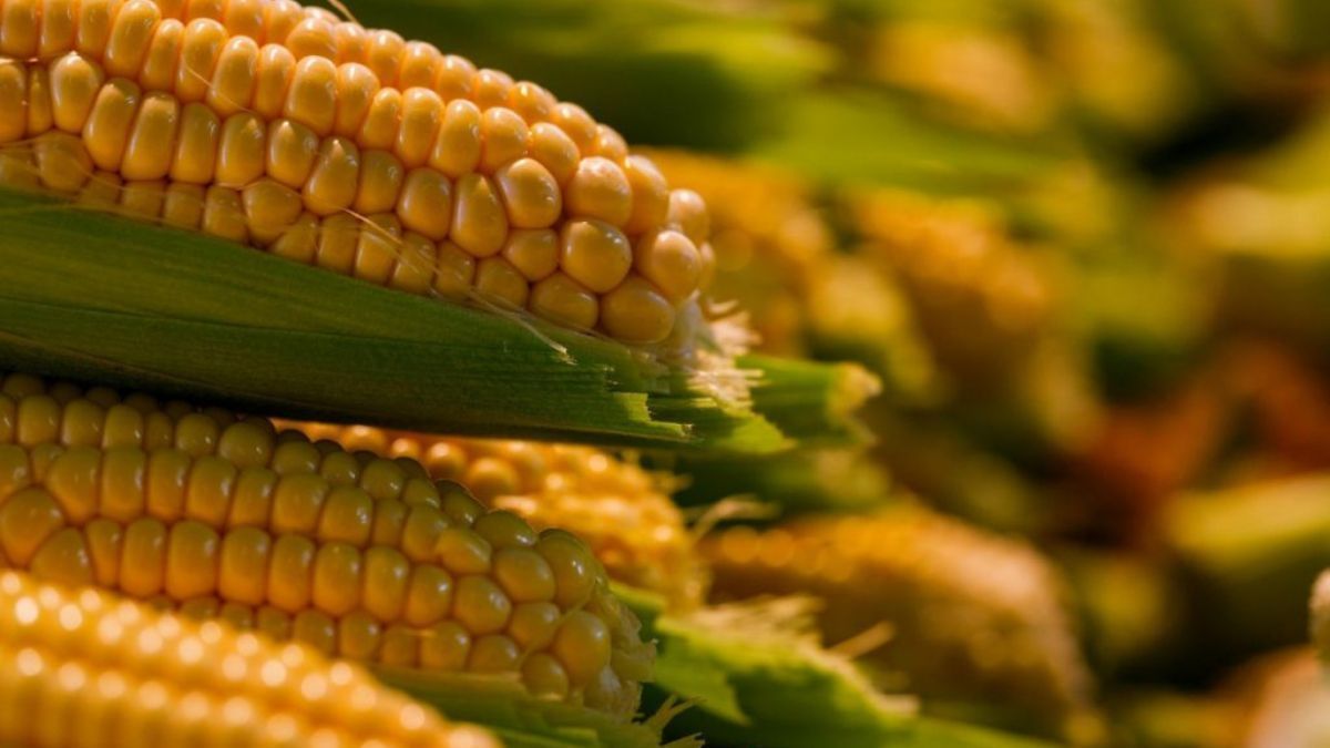 Milho movimenta mais de R$ 4 bilhões e Valor da Produção Agropecuária cresce 26% em SP