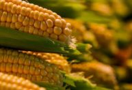 Milho movimenta mais de R$ 4 bilhões e Valor da Produção Agropecuária cresce 26% em SP