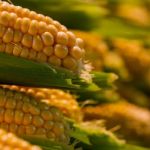 Milho movimenta mais de R$ 4 bilhões e Valor da Produção Agropecuária cresce 26% em SP