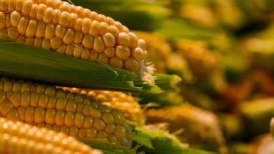 Milho movimenta mais de R$ 4 bilhões e Valor da Produção Agropecuária cresce 26% em SP