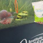 Probióticos e aditivos funcionais na aquicultura: entenda as diferenças de cada um