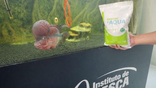 Probióticos e aditivos funcionais na aquicultura: entenda as diferenças de cada um