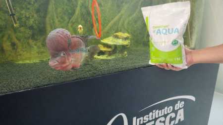 Probióticos e aditivos funcionais na aquicultura: entenda as diferenças de cada um