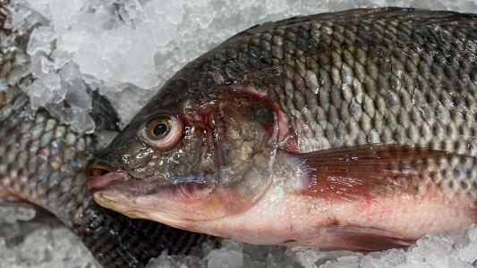 Tilápia domina e consumo de peixe deve crescer 30% na Semana Santa