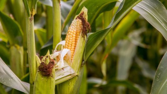 Com oferta restrita, preços do milho seguem em alta no país