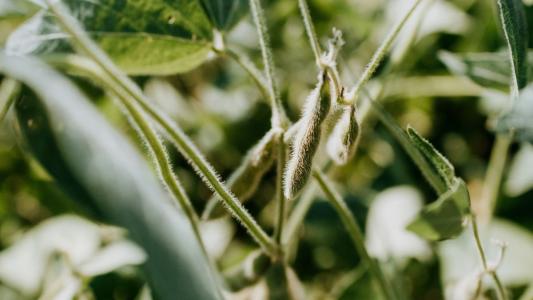 Demanda aquecida sustenta preços da soja no mercado interno