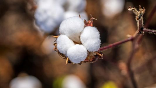 SouABR rastreia 319 mil peças de algodão e inicia fase de expansão em 2026