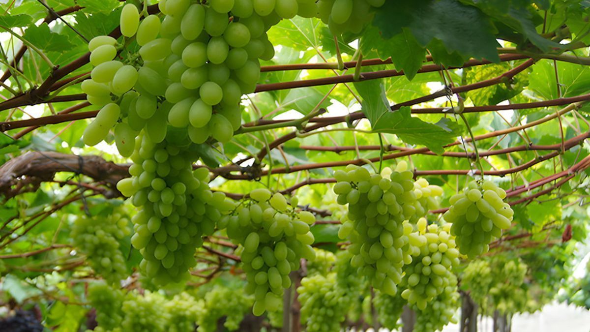 Embrapa lança uva branca sem sementes crocante e produtiva para o Sul: BRS Pérola
