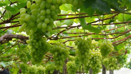Nova cultivar de uva branca sem sementes alia alta produtividade à facilidade de manejo