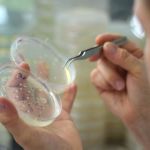 Guia técnico detalha transformação genética de milho e apoia novos laboratórios no país