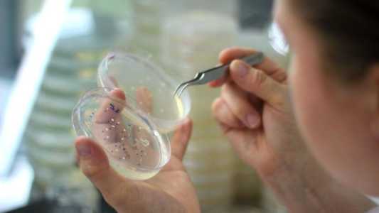Guia técnico detalha transformação genética de milho e apoia novos laboratórios no país