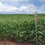 Chuvas aliviam estresse da soja no Rio Grande do Sul, mas perdas já são consolidadas