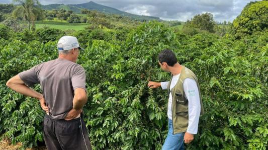Excesso de chuva acende alerta para doenças no café do Sul de Minas