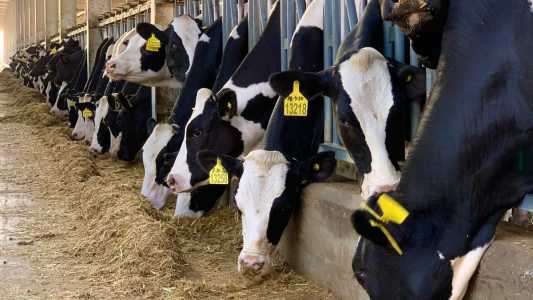 Vacas
