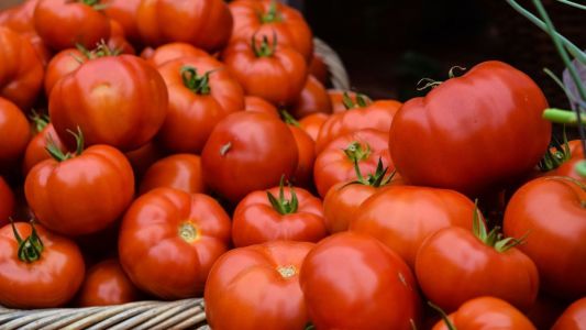 Produção de tomate bate recorde no Brasil, mas clima e custos acendem alerta