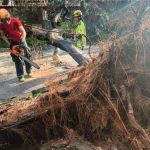 Árvore cai e atinge carro durante chuva forte em BH