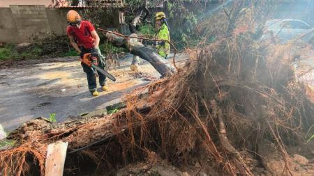 Árvore cai e atinge carro durante chuva forte em BH