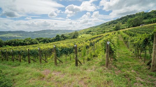 Vinhedo testa 50 tipos de uvas europeias contra mudanças climáticas no RS