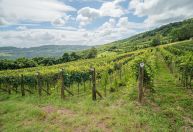 Vinhedo testa 50 tipos de uvas europeias contra mudanças climáticas no RS