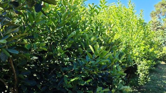 Mudanças climáticas ameaçam conservação da erva-mate, apontam estudos da Embrapa