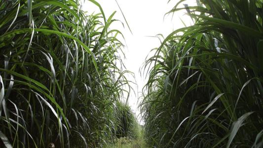Sequenciamento global do capim-elefante revela genes ligados à produtividade e energia