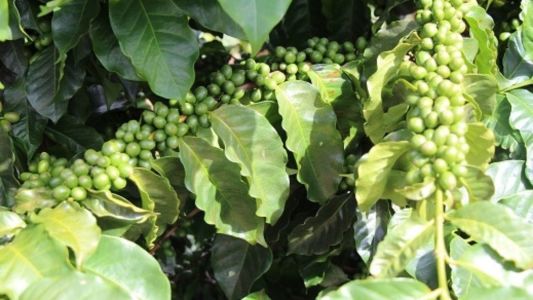 Cultivar Paraíso
