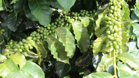 Cultivar Paraíso