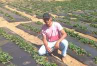 Jovem do Sul de Minas aposta em morango agroecológico com apoio do Futuro no Campo