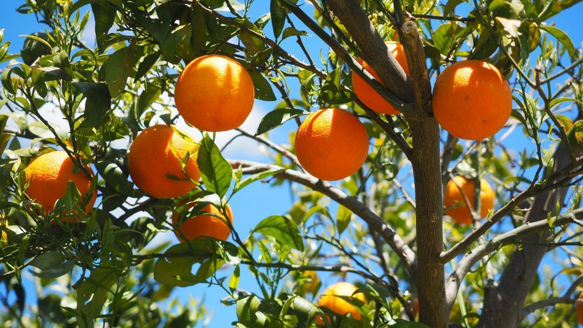 Safra de citros: produtores de laranja esperam por mais chuvas para florada