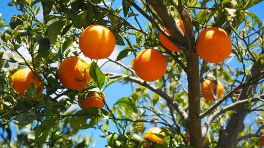 Safra de citros: produtores de laranja esperam por mais chuvas para florada