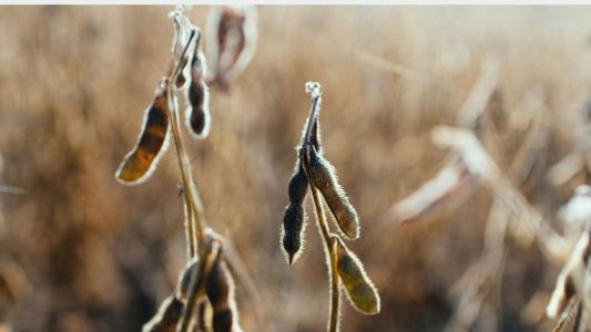 Farelo de soja valoriza e opera nos patamares mais altos desde abril