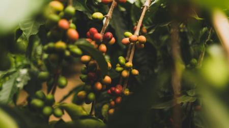 Safra de café chega a 56,5 milhões de sacas em 2025