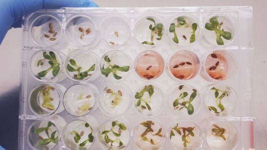 Pesquisadores identificam substância inédita com potencial para novos bioinsumos