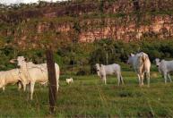 'Rei do gado': Mato Grosso mantém liderança nacional com 31,6 milhões de bovinos