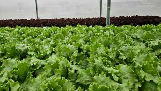 Sistema de reuso reduz uso de água e fertilizantes no cultivo protegido de hortaliças
