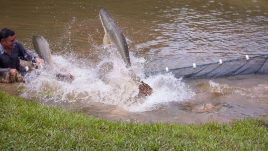 Pesca do Pirarucu