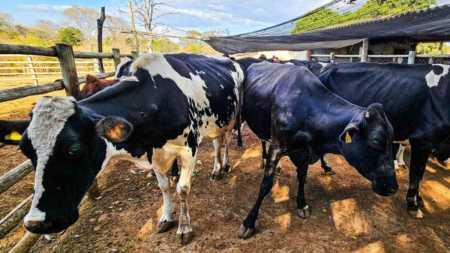 Manejo sanitário é essencial para garantir saúde do rebanho e resultados na pecuária