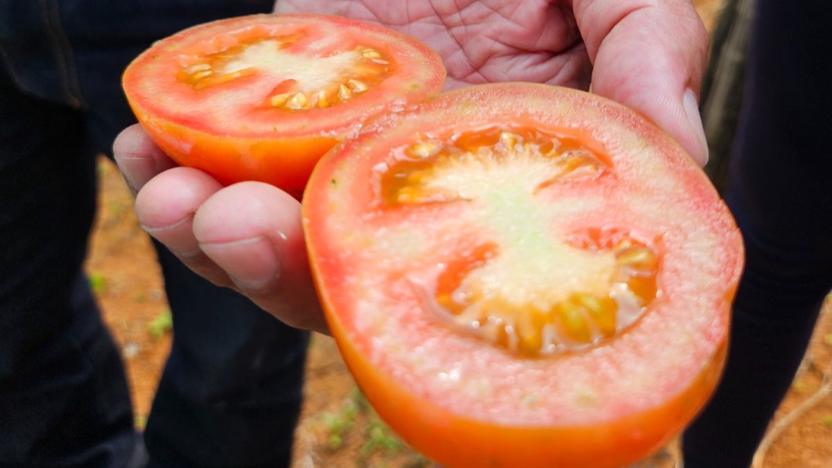 Enxertia de tomate dispara a produção e reduz uso de defensivos
