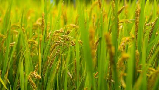 Semeadura de arroz no RS atinge 95% da área prevista e entra na fase final