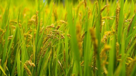 Semeadura de arroz no RS atinge 95% da área prevista e entra na fase final