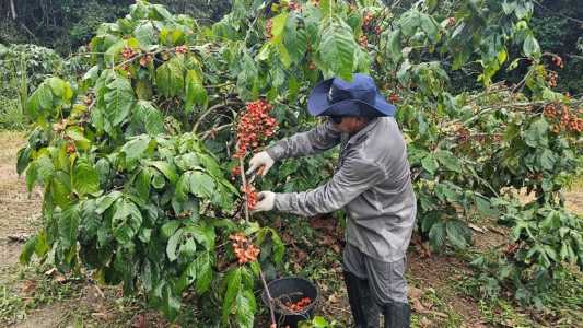 Produção de guaraná no Amazonas surpreende com alta e clima favorável em 2025