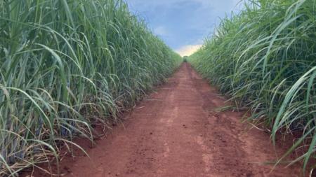 Novas variedades de cana-de-açúcar reforçam resiliência produtiva