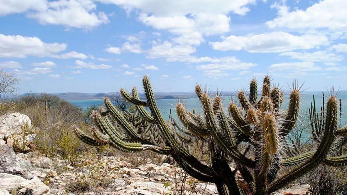 Plano mira recuperação de 10 mi de hectares da Caatinga ameaçados pela desertificação
